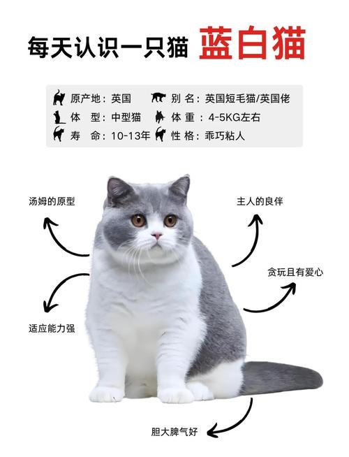 基因决定，注意健康（眼睛一蓝一黄的白猫是什么品种）