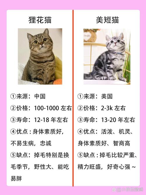 看毛发长短状态（狸花猫幼猫怎么区别长毛短毛）