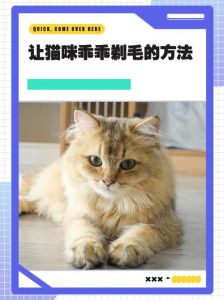 好处少缺点多，需谨慎（夏天猫咪剃毛的好处和坏处）