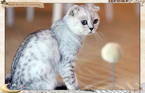 耳朵形态及护理区别（折耳猫和立耳猫的区别）