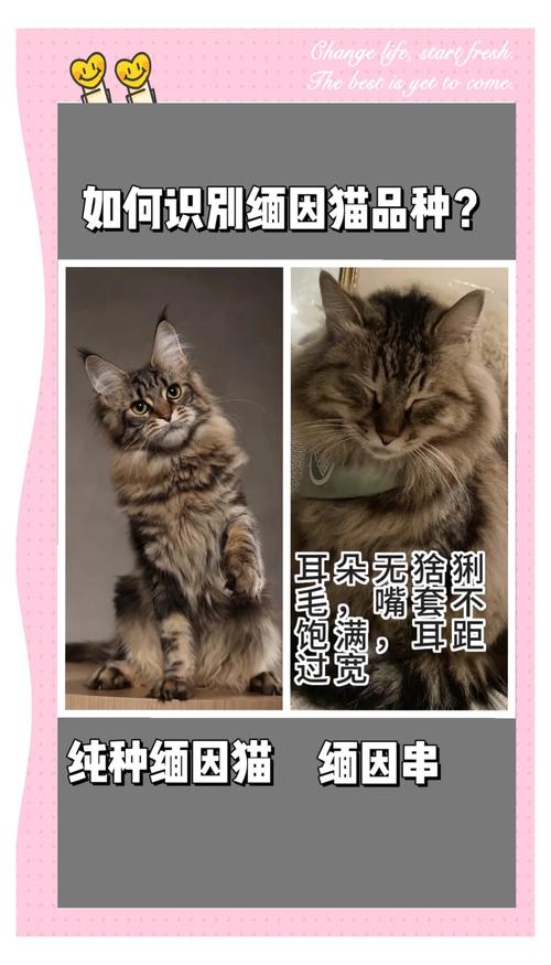 耐心陪伴帮猫咪认新主（1岁多的缅因猫还能重新认主人吗）