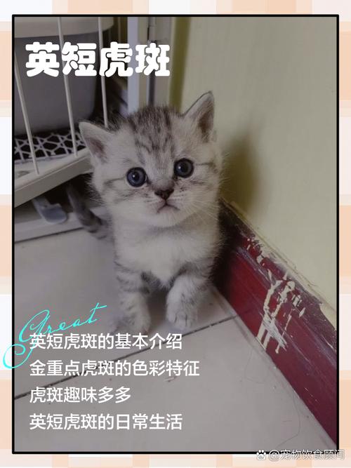优雅性格，好养易分辨（正宗英短虎斑猫图片）