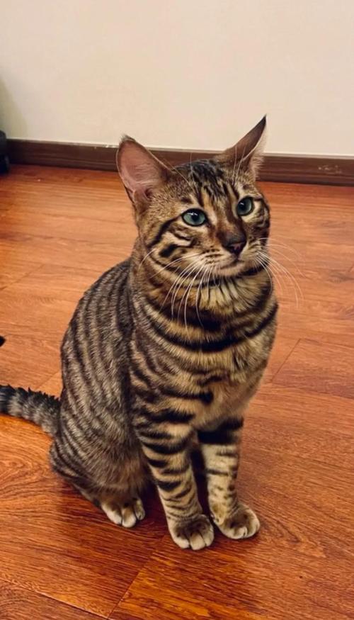 保护珍稀虎猫，别让它在地球上消失（虎猫图片100张）