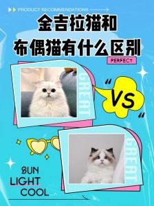 优秀但也需谨慎（金吉拉和布偶的串串猫有什么优点和缺点）