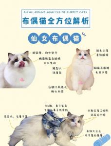 温柔亲人好伙伴，聪明漂亮易打理（布偶猫有攻击性吗）