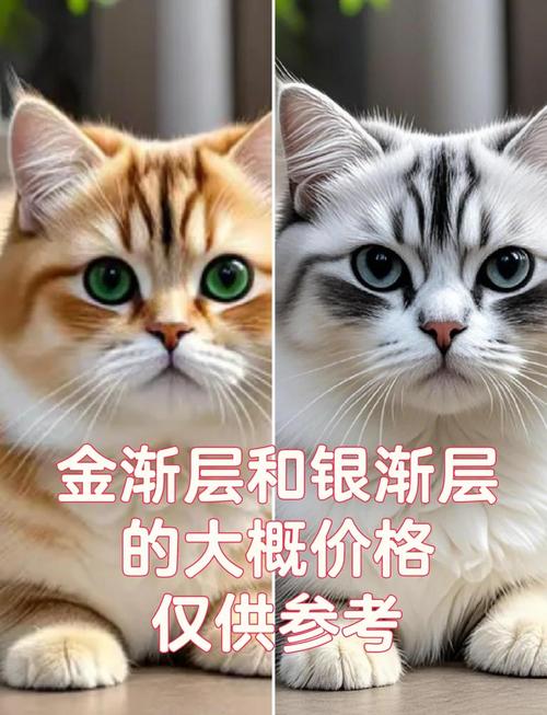 银渐层折耳猫价格及挑选指南（银渐层折耳猫多少钱一只）