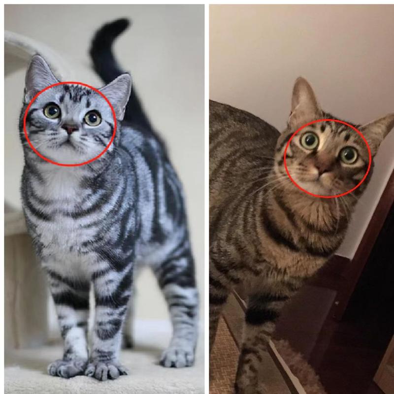 花纹性格大不同（虎斑猫和狸花猫图片）