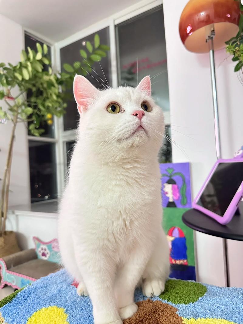 英短美短性格各异，都象征吉祥（白色英国短毛猫图片）