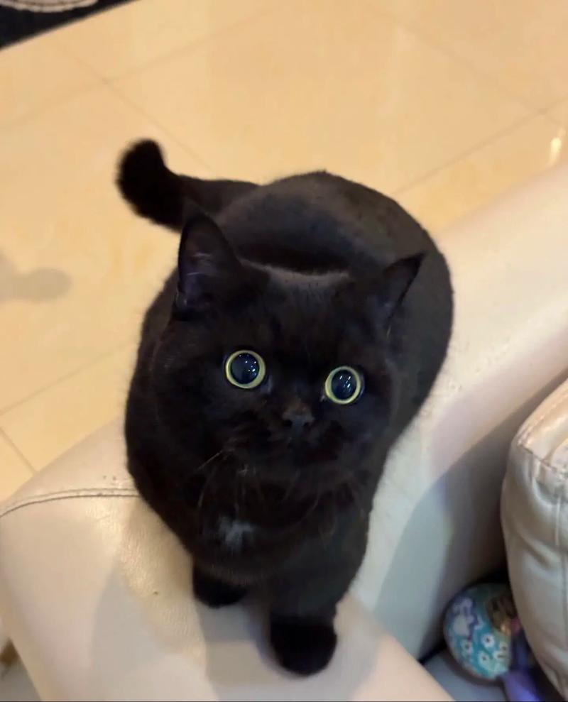 田园猫哈瓦那孟买等（黑色的短毛猫是什么品种）