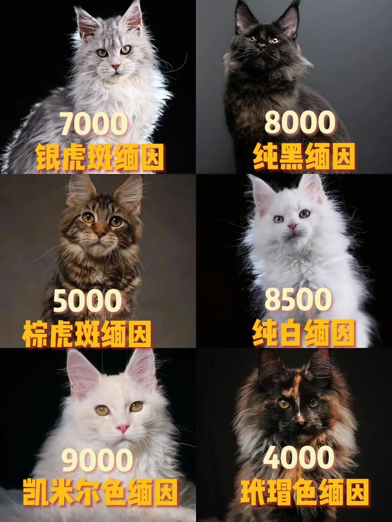 缅因猫价格5000-15000元，购买需谨慎，饲养成本高（缅因猫多少钱一只）