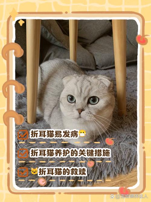 关节心脏要关注，预防胜治疗（折耳猫怎么养才能减轻它的痛苦）