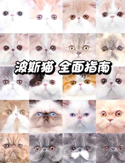 养护成本高，需细心耐心（养波斯猫的好处和坏处）