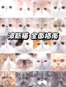 波斯猫养护成本高，需谨慎考虑（为什么不建议养波斯猫）