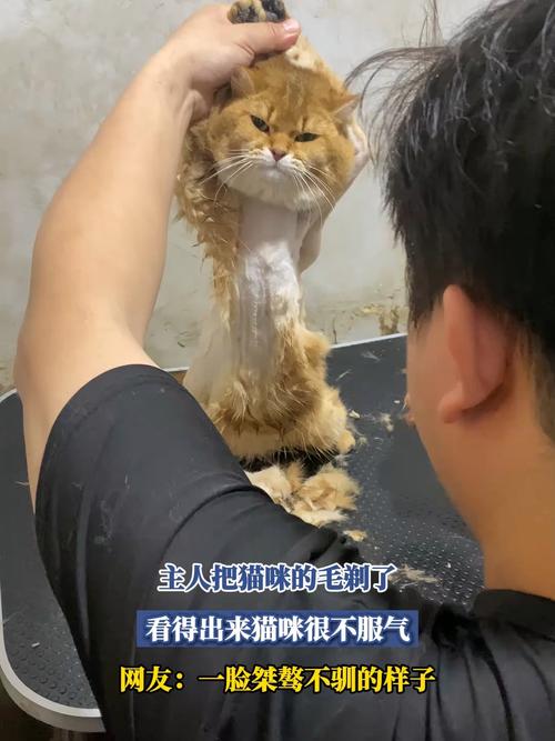 三天适应剃毛器，温柔给猫咪剃毛（胆子小的猫怎么剃毛）