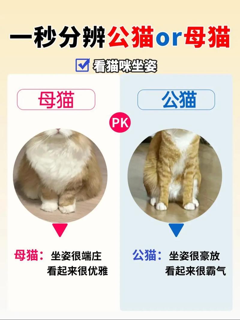 选公猫还是母猫？性格饲养大不同（养猫的话养公的还是母的）