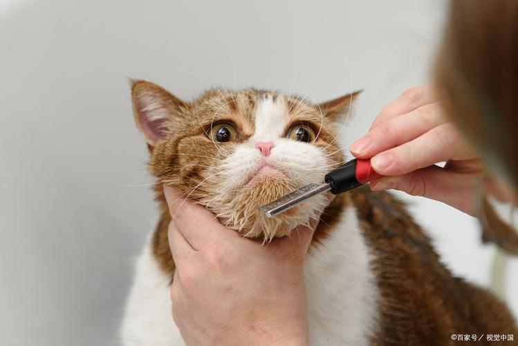 怀孕猫无需剃毛，产后保暖，特殊情况除外（猫怀孕了可以剃毛吗）
