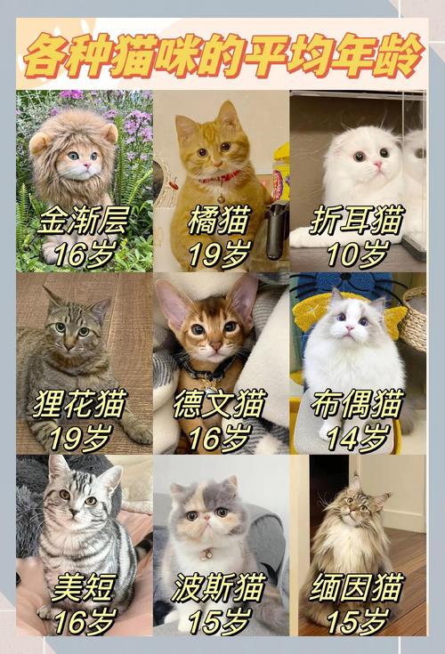 蓝白折耳猫寿命及护理要点（蓝白折耳猫能活几年）