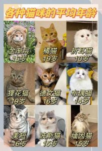 蓝白折耳猫寿命及护理要点（蓝白折耳猫能活几年）