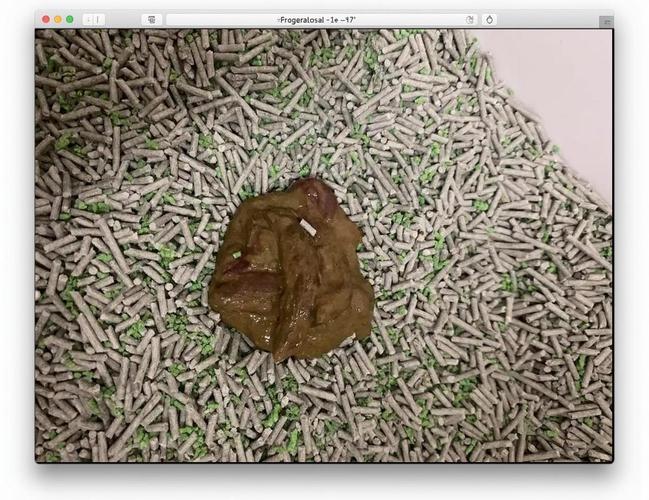 布偶猫软便怎么办？科学调理肠胃（布偶猫长期软便）
