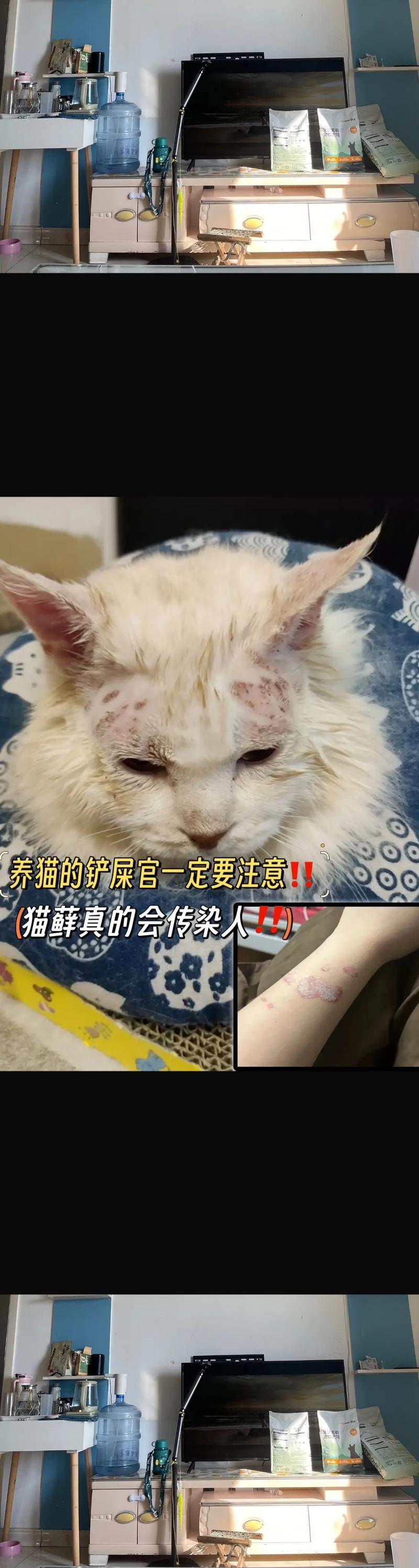 猫咪掉毛多？科学管理防过敏，健康养宠更幸福！（猫脱毛对人的影响）