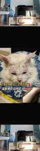 猫咪掉毛多？科学管理防过敏，健康养宠更幸福！（猫脱毛对人的影响）