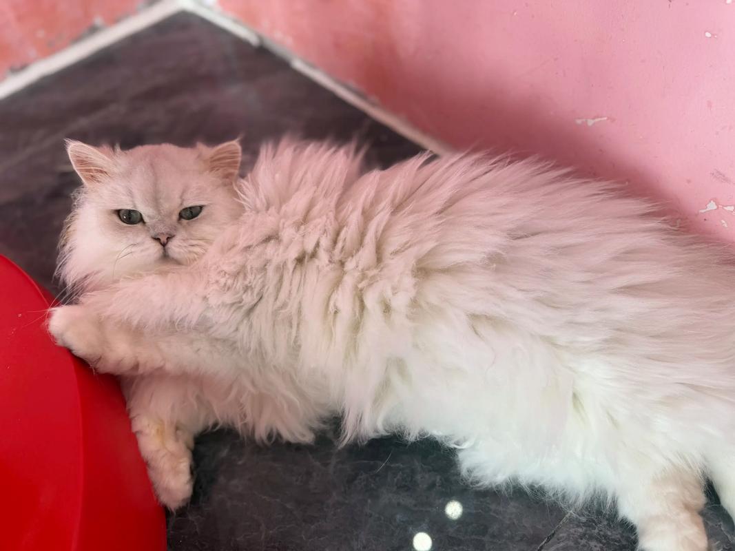 美丽又费心，养猫需耐心（正宗金吉拉猫图片）