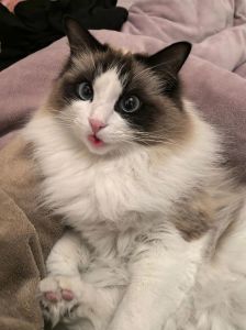 布偶猫吃啥好？高蛋白易消化主食+营养辅食（大肉乱炖布偶猫）