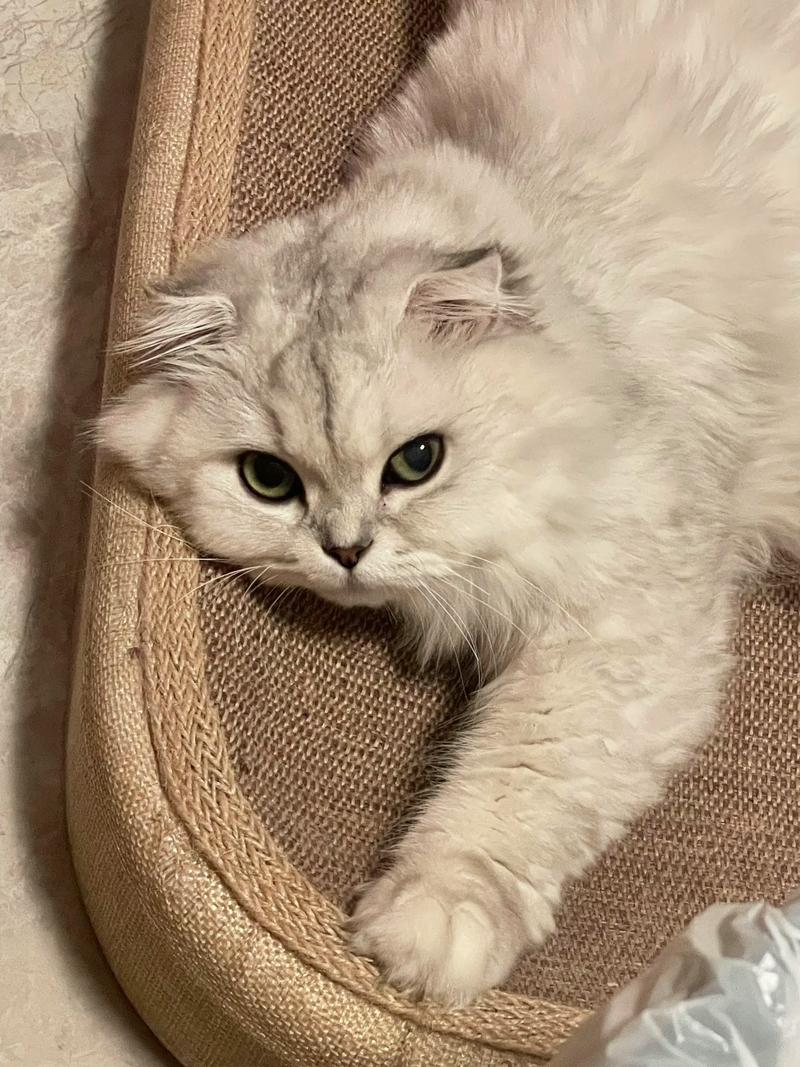 小猫图片治愈心灵，带来温暖与陪伴（生成一张小猫的图片）