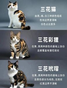 三花猫性格温顺粘人，适应力强易养，是领养好选择（三花猫有什么优点和缺点）