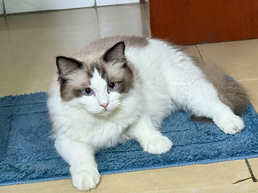 性格养护全解析（女主布偶猫男主缅因猫）