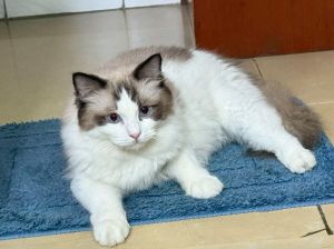 性格养护全解析（女主布偶猫男主缅因猫）
