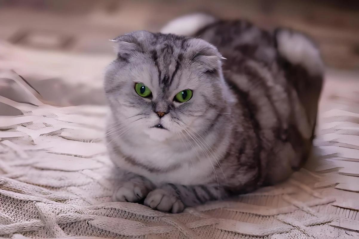 折耳猫吃不胖？驱虫均衡饮食科学喂食助增重（折耳猫吃不胖正常吗）