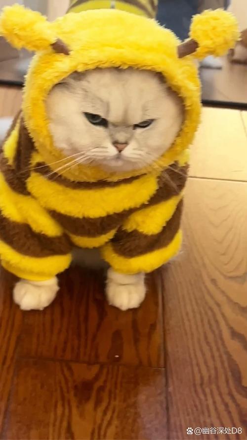 猫咪不高兴的信号（猫咪不高兴会怎么样）