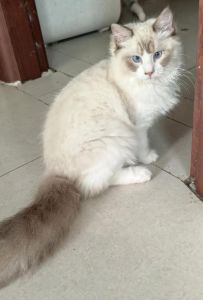 罕见基因美猫，性格温顺，需精心护理（海双布偶猫的优缺点和智力）