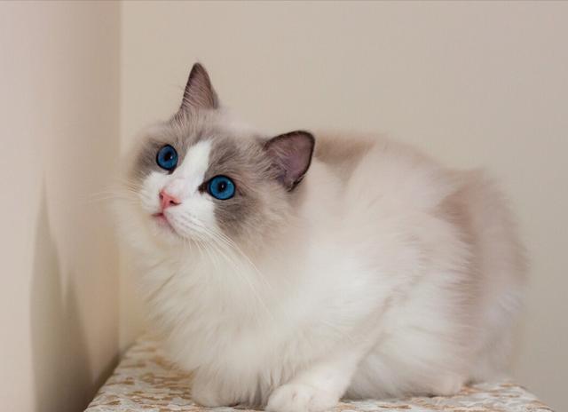 外貌差异及审美偏好（布偶猫跟波斯猫哪个好看）