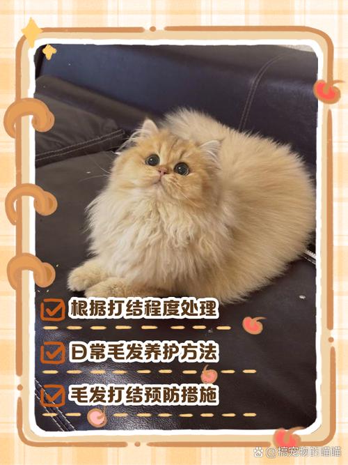 梳猫毛打结？轻柔顺毛，别硬扯！（猫毛打结成块怎么解开）