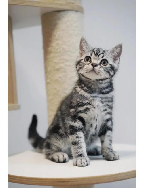 蓝眼银烟熏色玳瑁色，赛级价超万元！（虎斑猫最贵三个颜色）