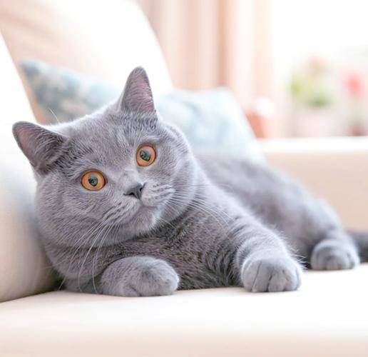网红短腿猫Munji三角坐姿走红，治愈系萌猫太可爱！（韩国短毛猫图片）