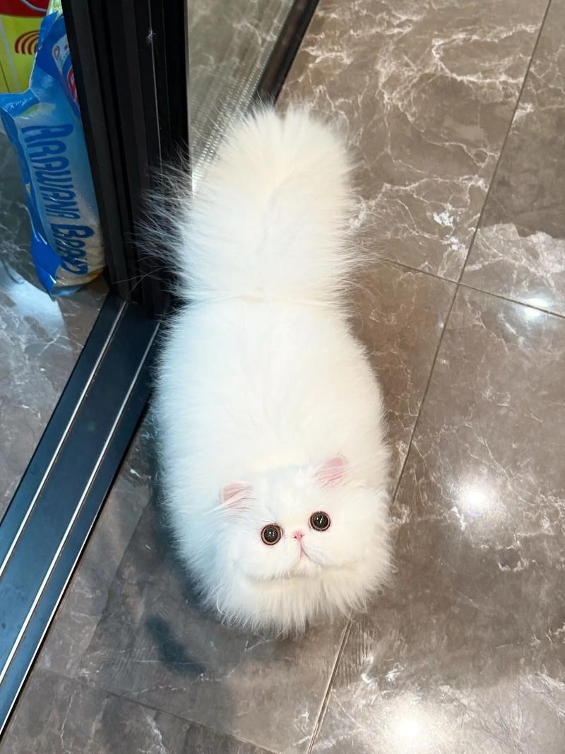 别认错啦！大眼扁脸长毛的温柔伴侣（波斯猫半身的详细图片）