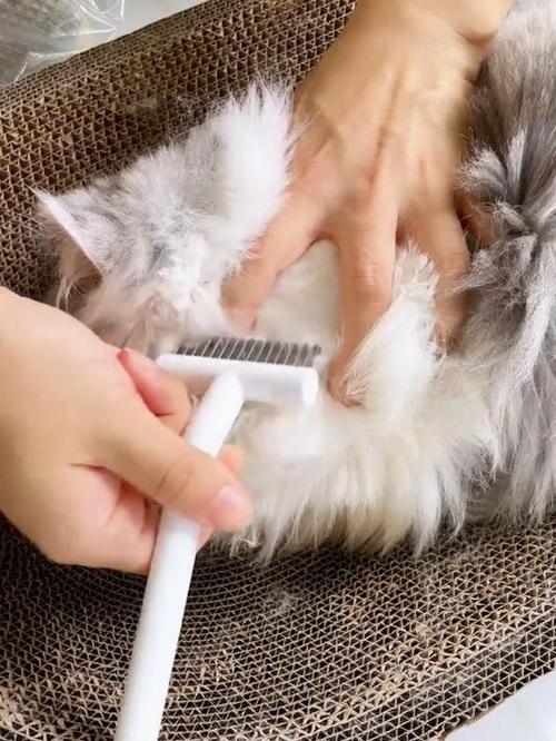 短毛猫防打结，勤梳护养更健康（短毛猫毛发打结）