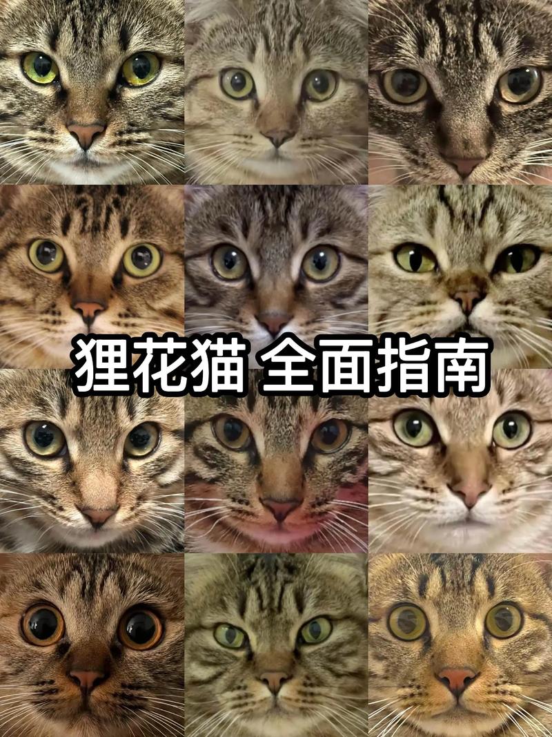 狸花猫春秋换毛掉毛多？这样护理掉毛少！（狸花猫一年换几次毛）