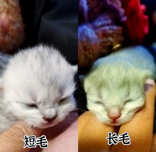 短毛猫生长毛猫？基因惹的祸！（两只短毛猫可以生出长毛的猫吗）