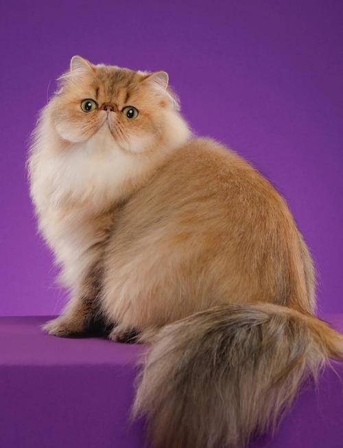 温和稳重，家庭好伙伴（波斯猫照片实拍）
