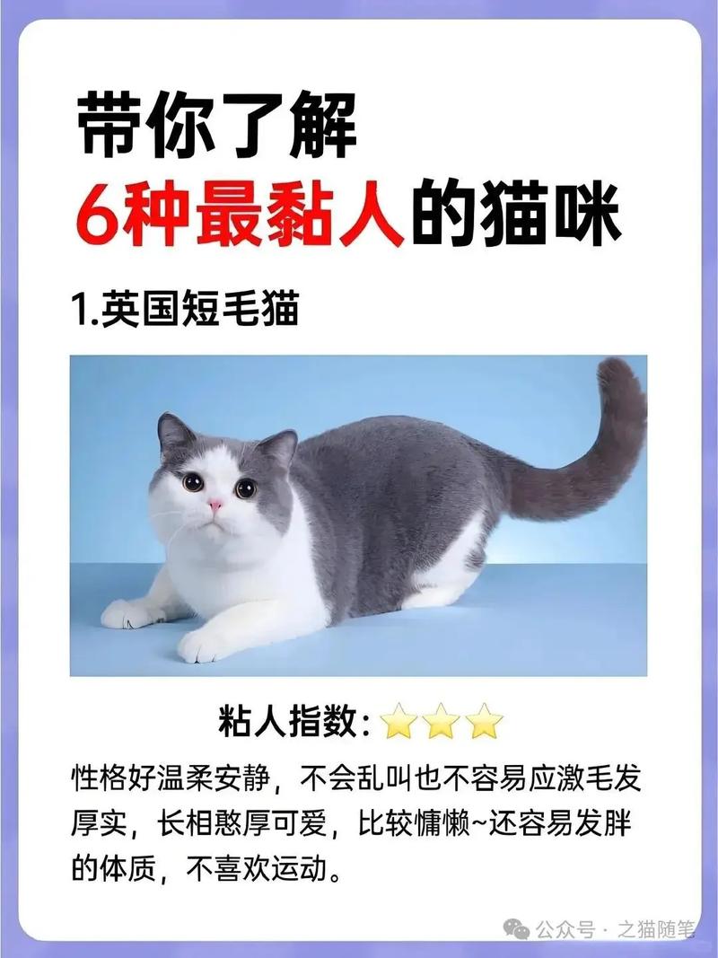 绝育猫变粘人？激素影响性格更温和！（为什么猫剃毛了粘人）