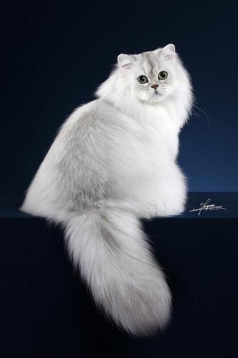 美丽又费心，养猫需耐心（正宗金吉拉猫图片）
