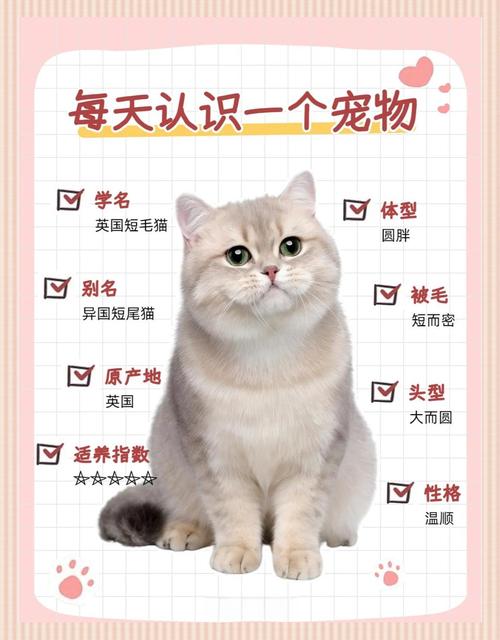 短毛猫好养性格好，优雅活泼超可爱！（短毛猫品种及图片）