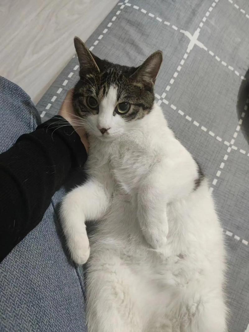 狸花猫毛发变白掉多变粗糙怎么办？（狸花猫的毛会变白吗）