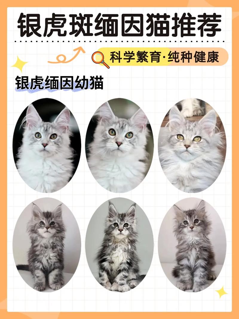 虎斑猫价格差异大，几百到几万不等（虎斑多少钱一只小猫）