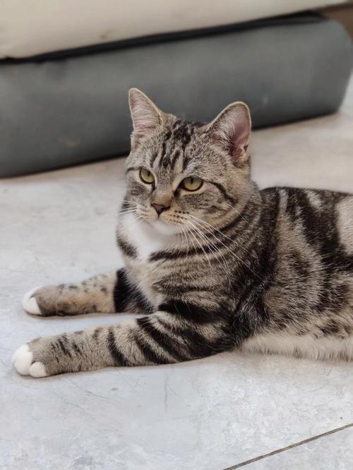 英短虎斑猫珍贵，美短活泼，都需精心呵护（英短虎斑猫图片大全）