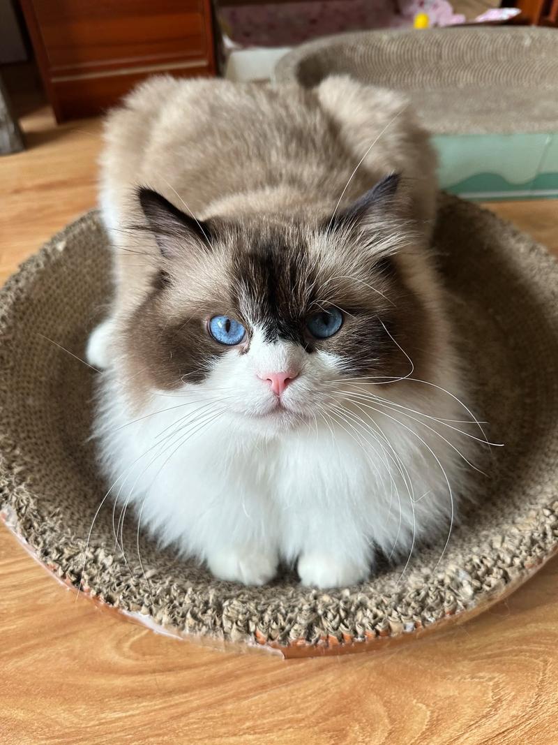 布偶猫攻击怎么办？耐心引导很重要！（布偶猫攻击性很强怎么办）